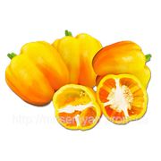 Насіння перцю Іланга F1 1 000 насінин Rijk Zwaan фото