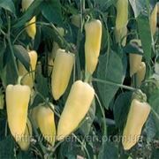 Семена перца Центури F1 1 000 семян Rijk Zwaan фотография