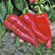 Насіння перцю Коріна F1 1 000 насінин Rijk Zwaan фото