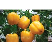 Насіння перцю Бачата F1 1 000 насінин Rijk Zwaan фото