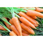 Корнеплоды морковь Абака фото