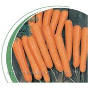 Морковь Болеро F1 100 000 семян Nickerson—Zwaan фото