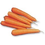 Семена моркови ЛАГУНА 25000 сем. Нунемс. 1,8-2,0 мм. фото