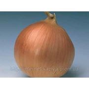 Семена лука БАНКО 250000 сем. Сингента. фото