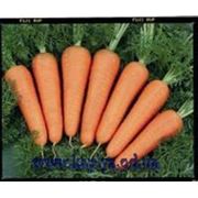 Семена моркови Каскад F1 1,6 – 1,8 25000 сем. Бейо заден. фото