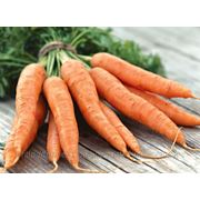 Морковь молодая фотография