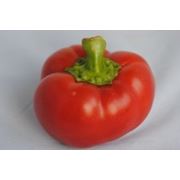 Перец сладкий Колобок фото