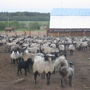 Овечьи шкуры фото