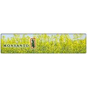 Рапс Монсанто(Monsanto) ДК Седонна фото