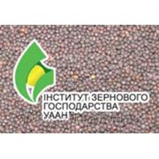 Семена озимого рапса Чемпион Украины от производителя фотография