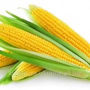 Гибрид кукурузы Яровец 243 фотография