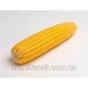 Гибрид кукурузы ПР 39 Н 32 ( PR 39 H 32 ) ФАО 200 фото