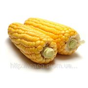 Семена кукурузы Пионер Кларика фотография