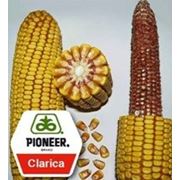 Кукуруза Pioneer Clarika UA фотография