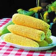 Семена Кукуруза Спирит F1. Производитель: Syngenta Нидерланды ( семян в пакете 1 кг.) фотография