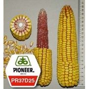 Гибрид кукурузы пионер ПР37Д25 / PR37D25 ФАО 390 фото