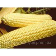 Семена Кукурузы сахарной “Спирит“ F1 100 000 семян Сингента (Syngenta) фото