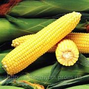 Семена Кукурузы сахарной “Джубілі“ F1 100 000 семян Сингента (Syngenta) фото
