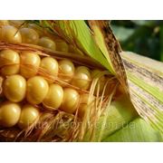 Гибрид кукурузы Пионер ПР 38 А 24 ( Pioneer PR 38 A 24 ) ФАО 390