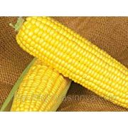 Семена Кукуруза Оверленд F1. Производитель: Syngenta Нидерланды ( семян в пакете 1 кг.) фото