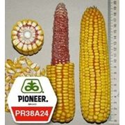 Кукуруза Pioneer PR38A24 фото