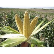 Семена Кукуруза ЛЕНДМАРК F1. Производитель: Clause Франция ( семян в упаковке 1 кг)