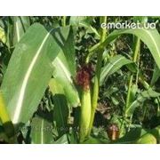 Насіння кукурудзи гібрид “Одеський 385 МВ” (ФАО 380)