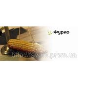 Семена кукурузы Сингента/Syngenta фото