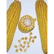 Гибрид кукурузы Пионер ПР 35 Ф 38 ( Pioneer PR 35 F 38 ) ФАО 490 фото