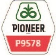 Кукуруза Pioneer P9578 фото