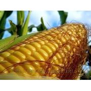 Семена кукурузы "Одесский 385 МВ" (ФАО 360)