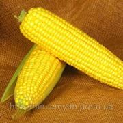 Семена Кукурузы сахарной “Оверлэнд“ F1 100 000 семян Сингента (Syngenta) фотография
