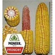 Семена кукурузы Пионер ПР39Д81 ФАО 260 (Pioneer PR39D81) фото