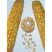 Семена кукурузы Пионер ПР39К13 фото