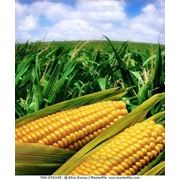 Насіння кукурудзи гибрид «Шаланда МВ" (ФАО 350)