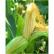 Оригинальные семена гибридов кукурузы “PIONEER“ фото