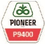 Кукуруза Pioneer P9400 фото