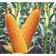 Семена кукурузы Одесский 385 МВ фото