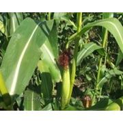 Насіння кукурудзи гібрид “Одеський 385 МВ” (ФАО 380) фотография