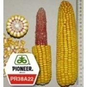 Семена кукурузы Пионер ПР38А22 фото