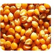 Семена кукурузы "Билозирский 295 СВ"