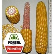 Семена кукурузы Пионер ПР39Р20 фото