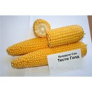 Семена Кукуруза ТЕСТИ ГОЛД F1. Производитель: Agri Saaten Gmbh Германия ( семян в упаковке 1 кг.) фото