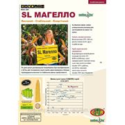 Семена кукурузы Магело ФАО 260 (производитель Saatbau linz, Австрия) фото