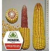 Семена кукурузы Пионер ПР37Д12 фотография