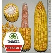 Семена кукурузы Пионер фото