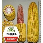 Семена кукурузы Пионер ПР39Д81 фото