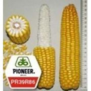 Семена кукурузы Пионер ПР39Р86 фото