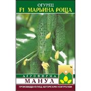 Огурец Марьина Роща Ф1 фото