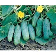 Огірок «Октопус» F1 500 нас. Syngenta, (Сингента) фото